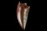 Serrated, Raptor Tooth - Real Dinosaur Tooth #159023-1